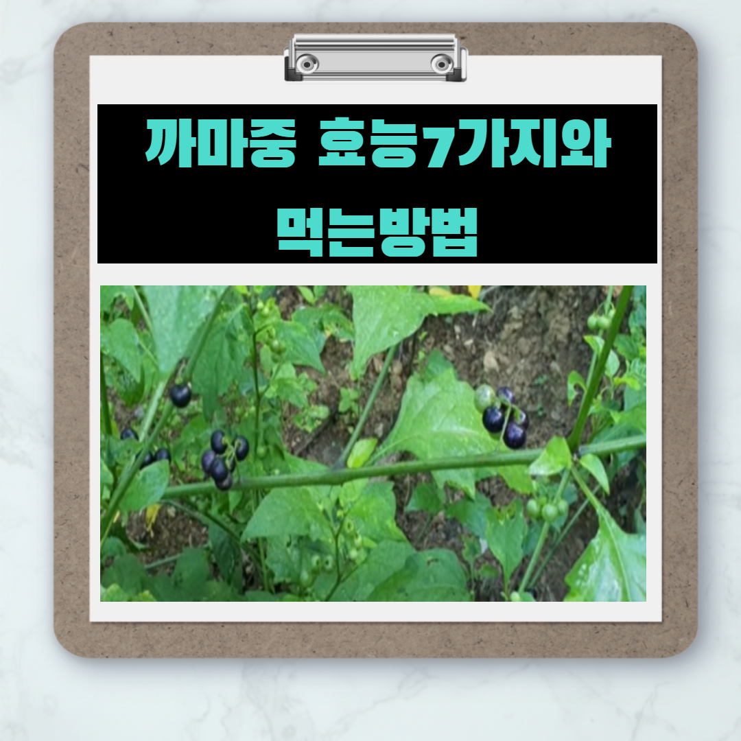  스님의 머리를 닮은 까만 열매 - 까마중 효능과 먹는법