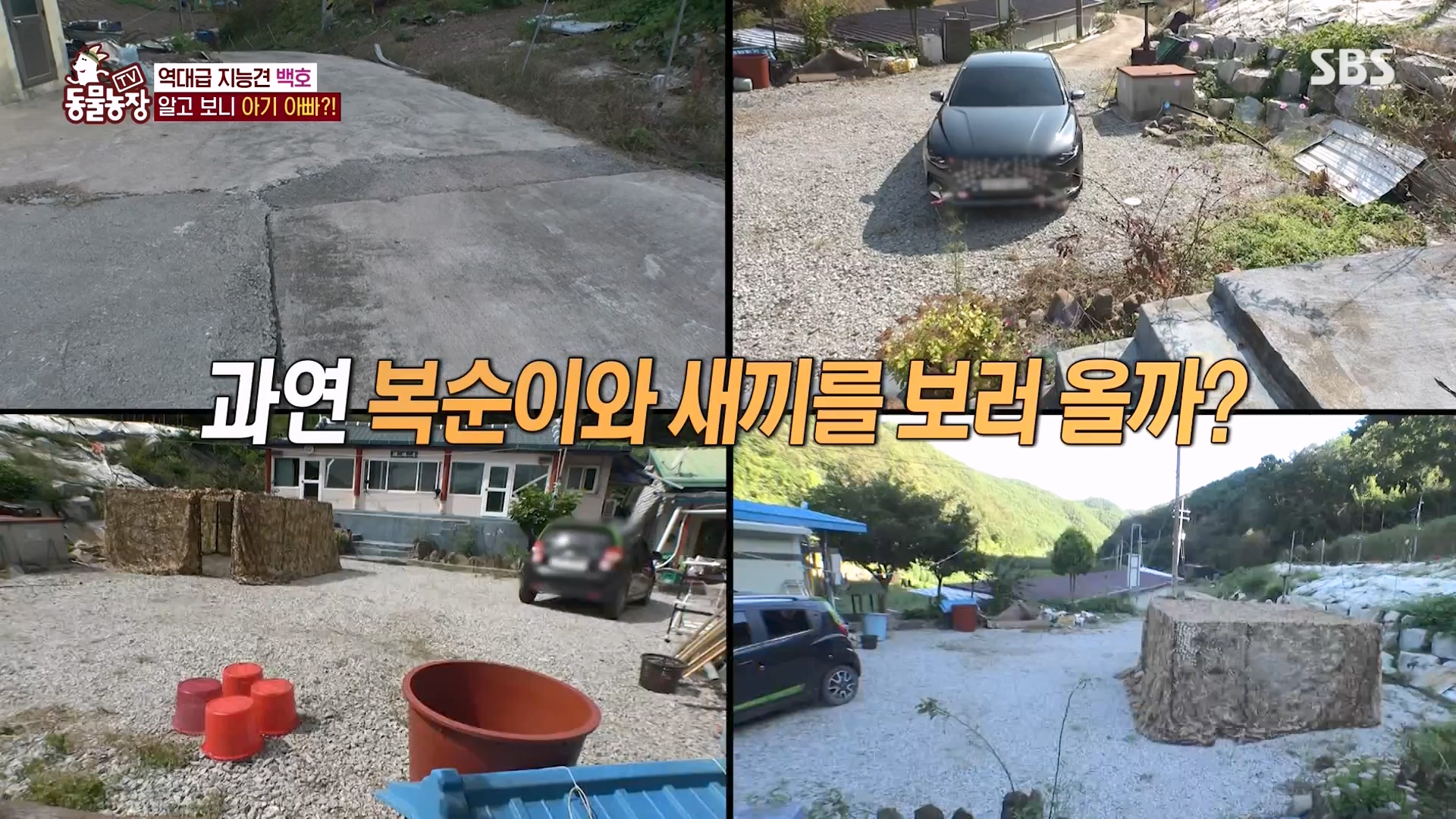 TV 동물농장.E1151.231224p-NEXT.mp4_20231224_154137.198.jpg
