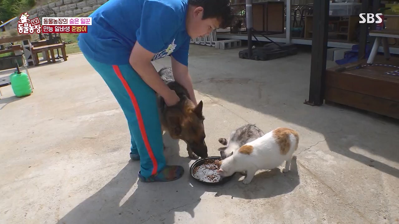 TV 동물농장.E1176.240617p-NEXT.mp4_20240616_171020.026.jpg