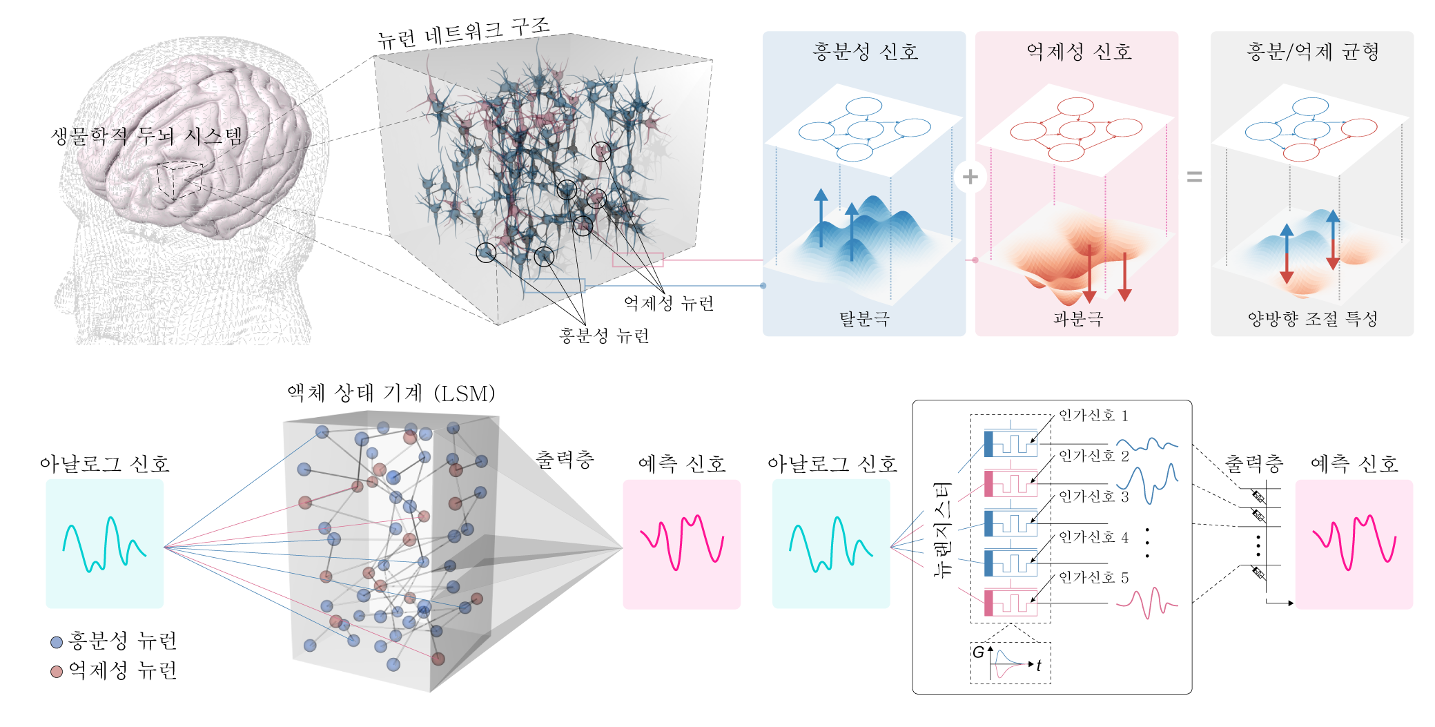 KAIST '뉴랜지스터' 그림 1. 뉴랜지스터는 흥분성(EPSP)과 억제성(IPSP) 신경 동역학을 동시에 구현할 수 있으며, 뇌와 유사한 LSM 구조에 적용될 수 있다. 뇌의 신경망은 이러한 흥분과 억제를 통해 E/I 균형을 유지하며 정보를 처리하고, LSM 또한 이러한 노드를 기반으로 아날로그 입력을 처리하

고 출력을 생성한다. 뉴랜지스터 기반 하드웨어 LSM에서는 각각의 뉴랜지스터가 입력을 다양한 방식으로 인코딩하고, 이들의 가중 합을 통해 최종 출력이 생성된다.