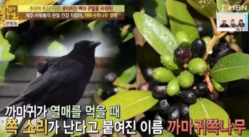 까마귀 쪽나무 열매 효능 완벽 정리 까마귀 쪽나무 열매 효능 완벽 정리