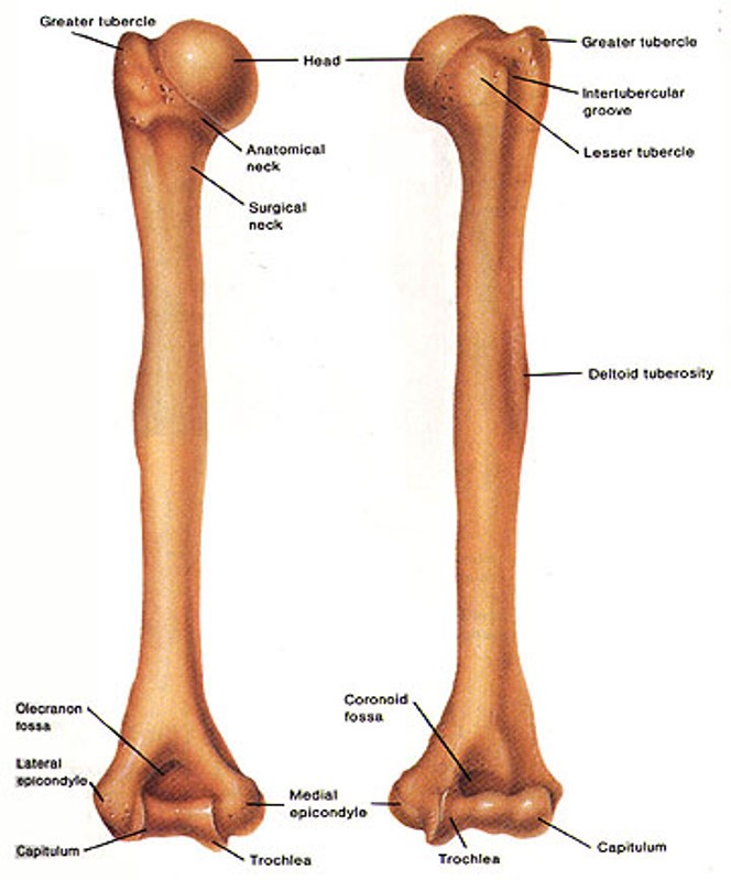 Humerus