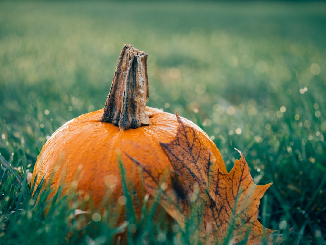 Pumpkin leaf