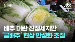 김장배추 수확시기 잘 고르는 방법