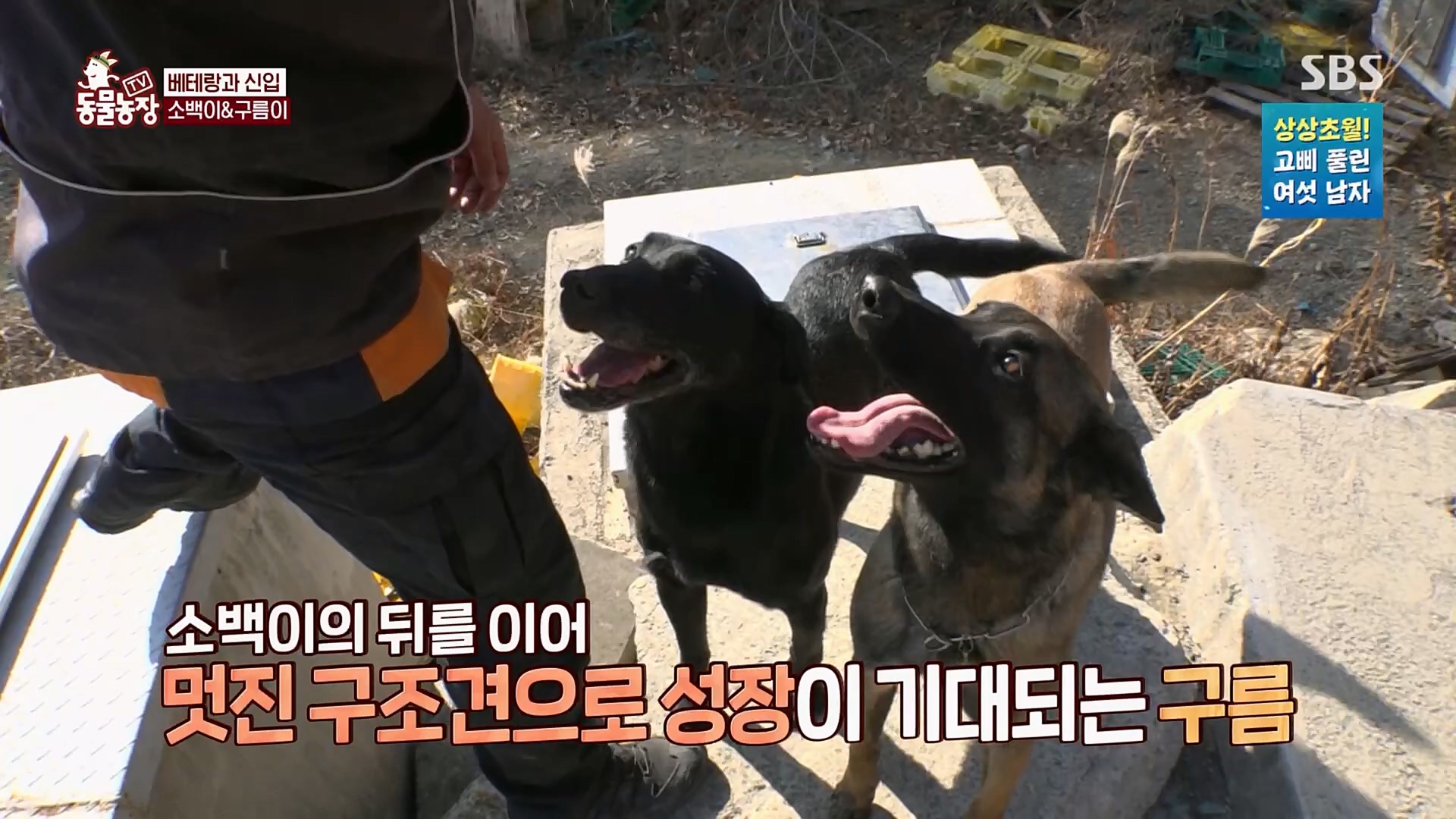 TV 동물농장.E1109.230226p.H264-F1RST.mp4_20230226_161923.911.jpg