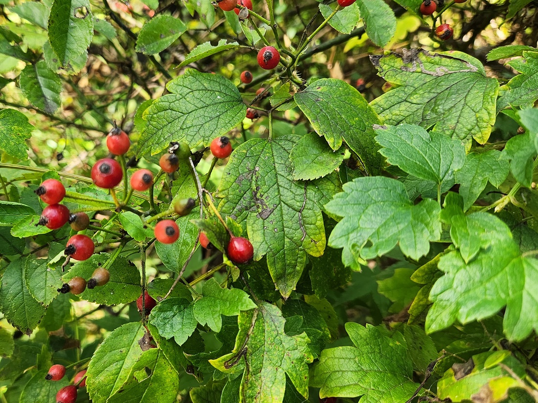 찔레꽃