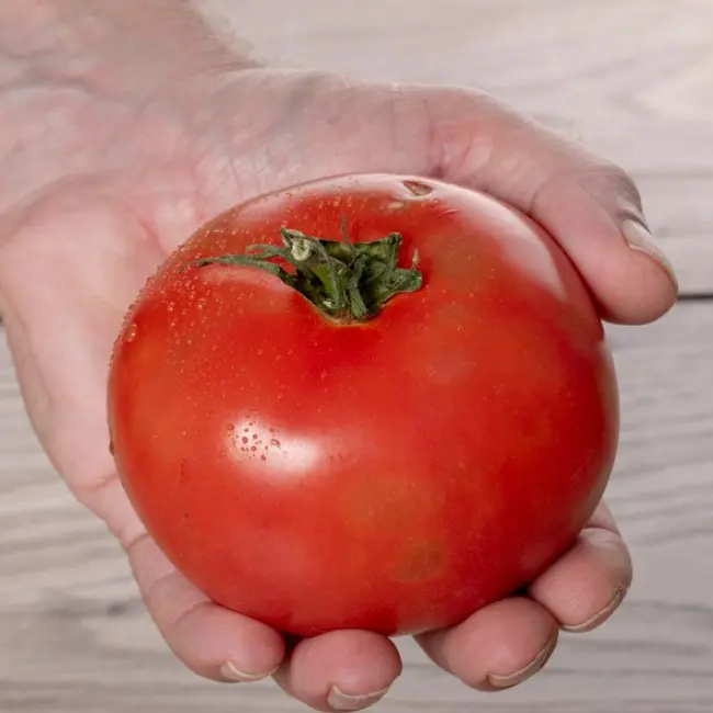 주먹만한-토마토-1개는-35cal입니다.