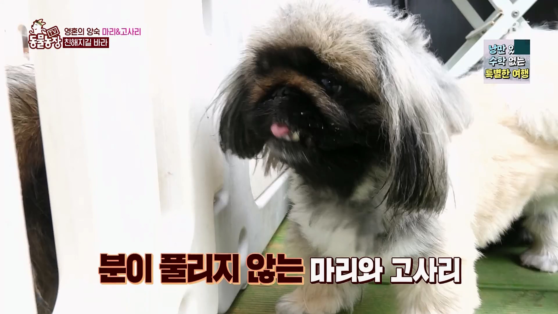 TV 동물농장.E1110.230305p.H264-F1RST.mp4_20230305_183202.553.jpg