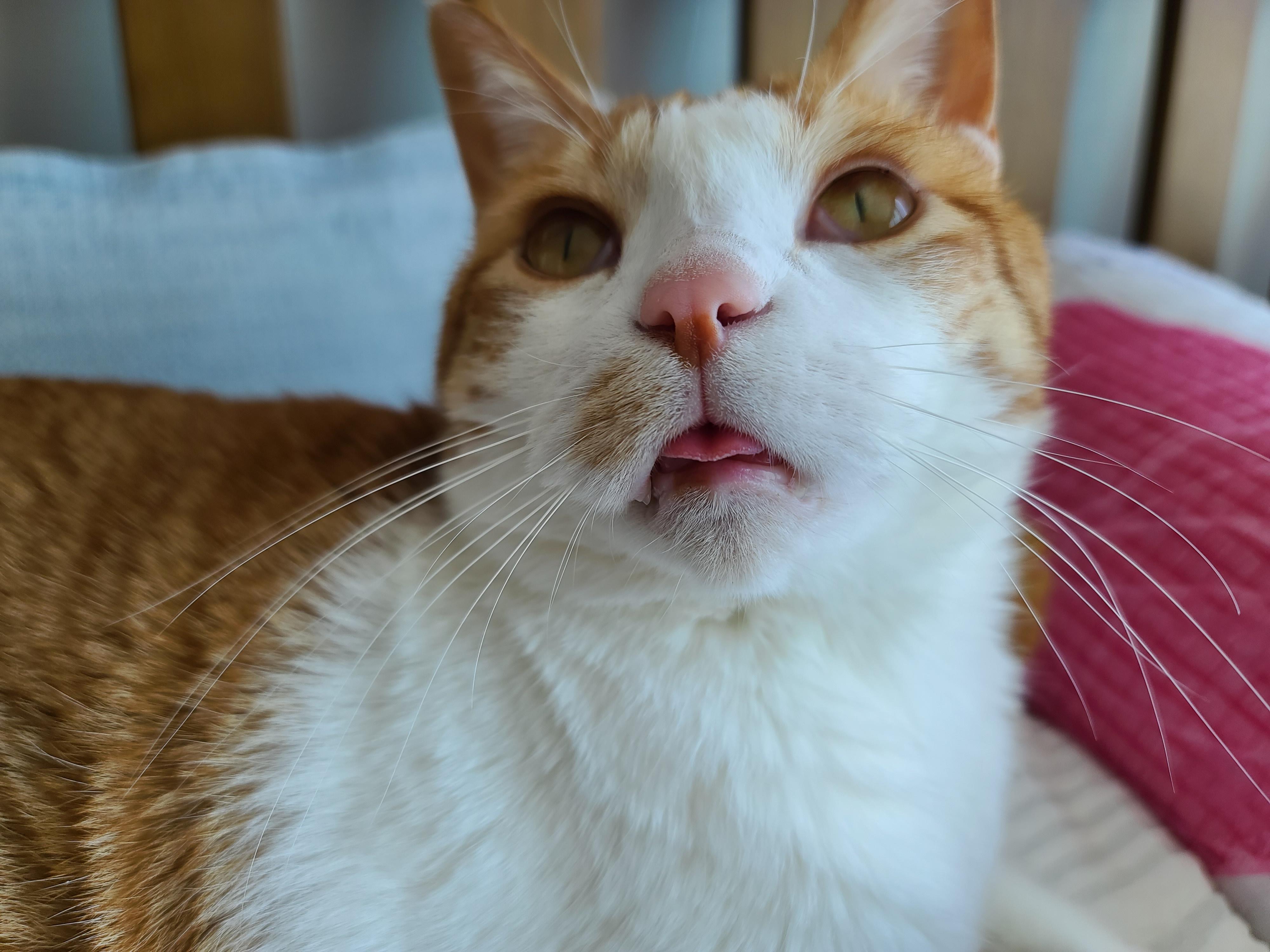 귀여운 혀빼꼼 고양이 . 자이언트 베이비 막둥이 삐용.