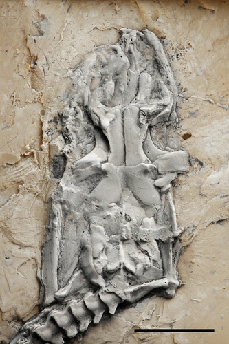 M. 프레이 두개골 화석 부분