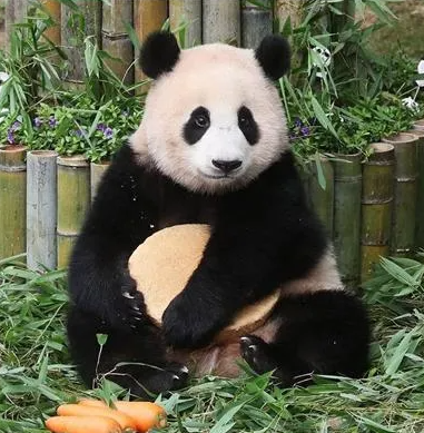 푸바오 돌잔치