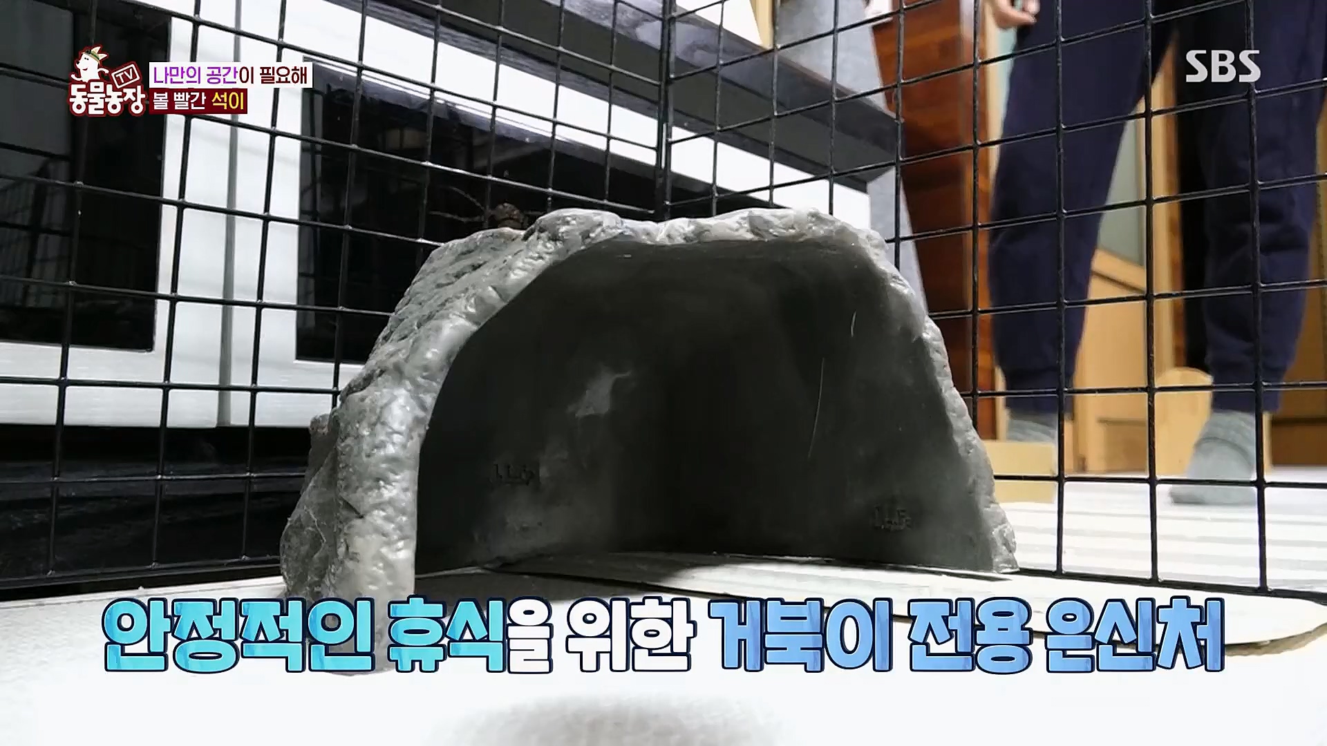 TV 동물농장.E1112.230319p.H264-F1RST.mp4_20230319_175207.070.jpg