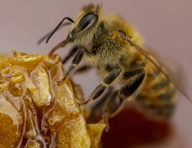 New Article Unlocking the Future How You Can Safeguard Bee Populations and Our Ecosystem