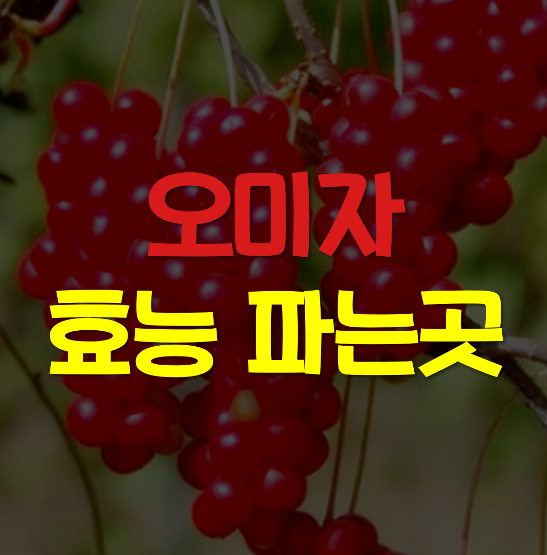  오미자 효능, 파는곳