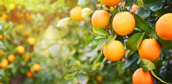 맛있는 과일 오렌지 고르는법