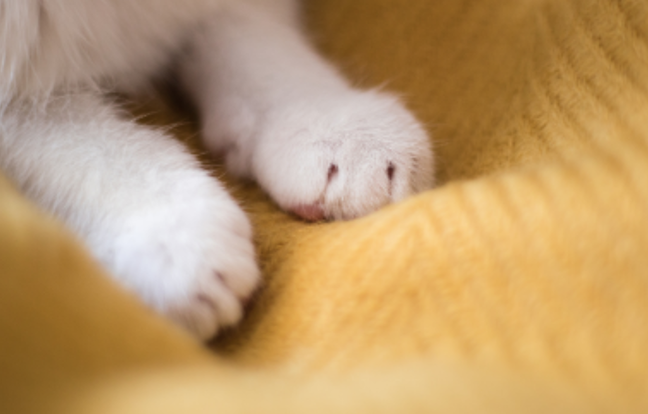 고양이의 발 사진