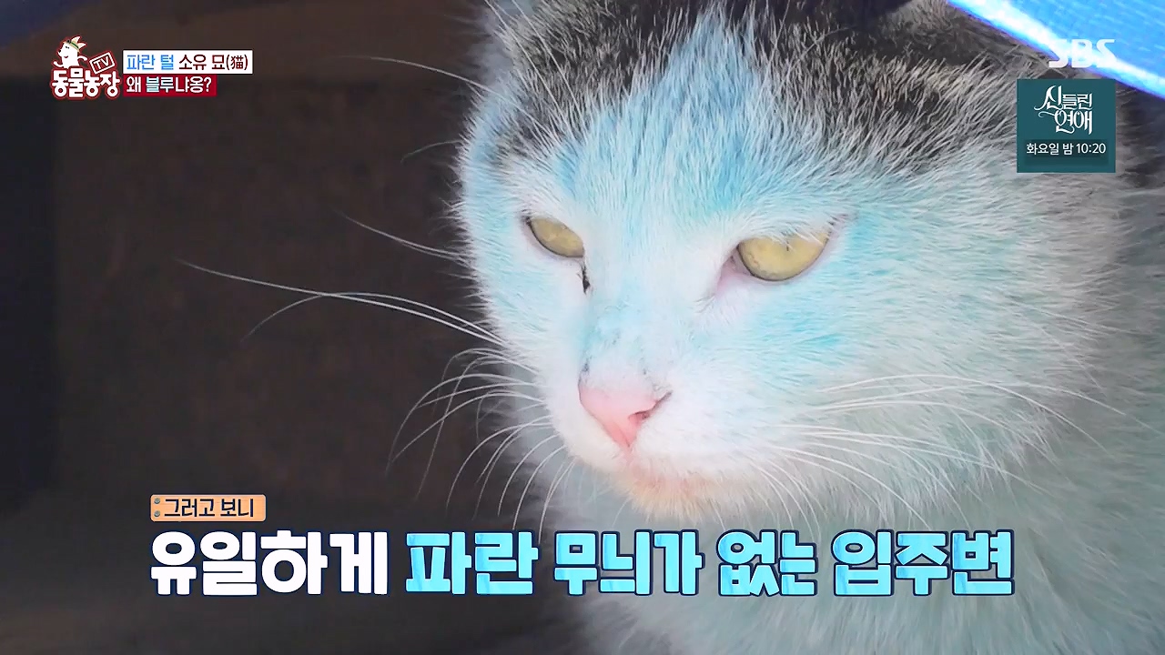 TV 동물농장.E1177.240624p-NEXT.mp4_20240623_163736.510.jpg