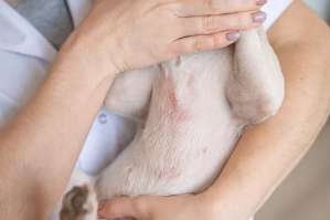 피부병있는 강아지 사진/출처:어도비스톡