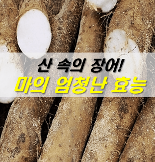 마의-엄청난-효능-메인-사진