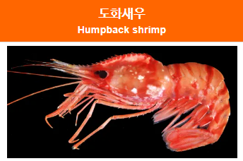  독도새우 하나가 아니다? 독도새우 가격도 비싼데 제대로 알고 먹자!
