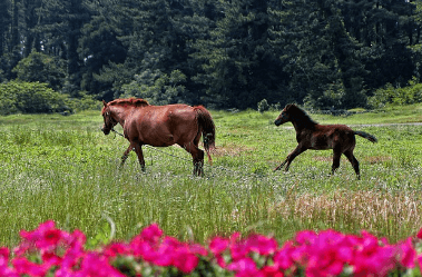 제주도 렌트카