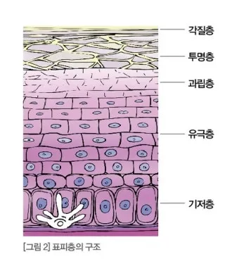 피부 구조와 기능 표피 진피 피하조직 위치 역할_17