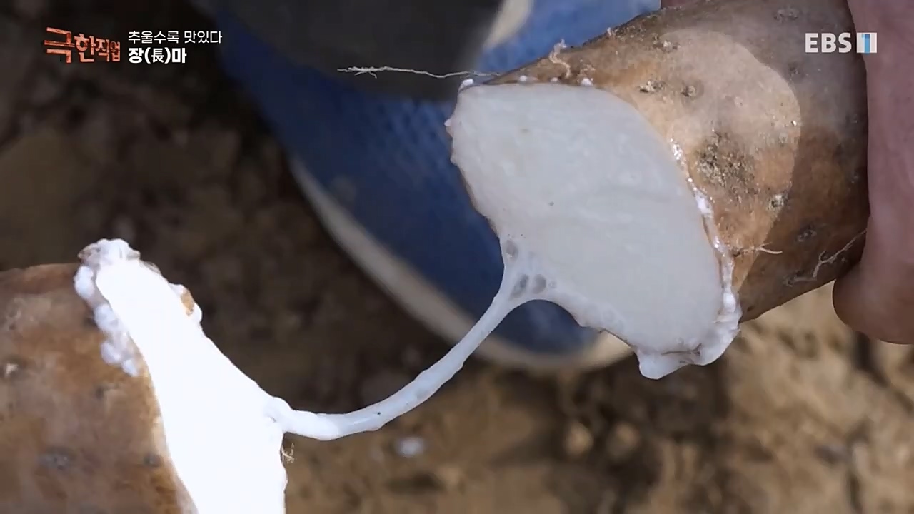[극한직업] 추울수록 맛있다 장(長)마와 대방어.E734.221218p-NEXT.mp4_20221219_193402.303.jpg