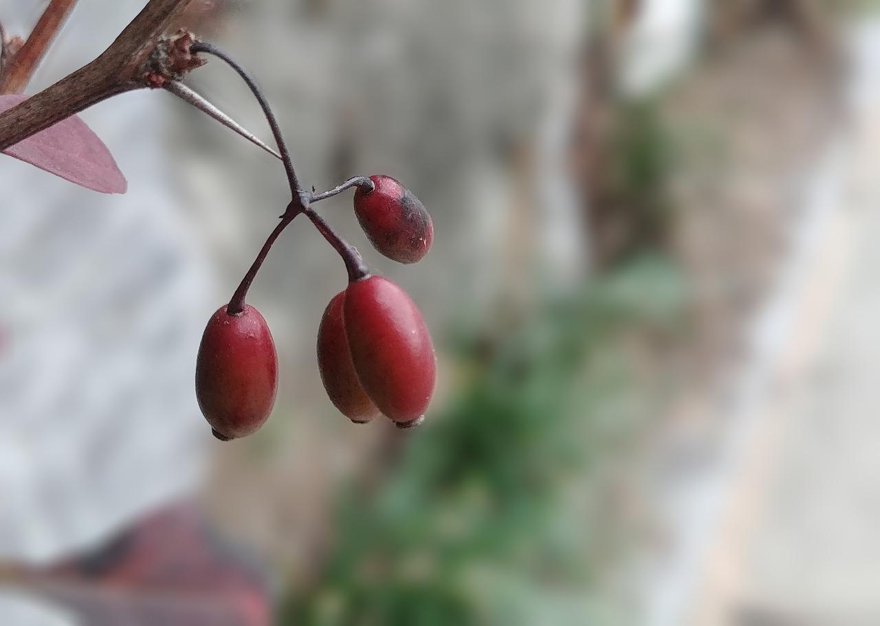 겨울 오미자 열매