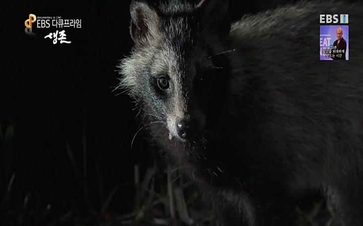 EBS 다큐프라임_ 220628.avi_20220629_210211.009.jpg