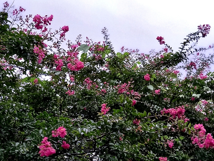 img.jpg