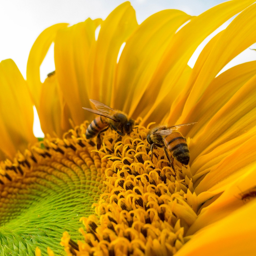 꿀벌이 꽃에서 꿀을 채취하는 모습