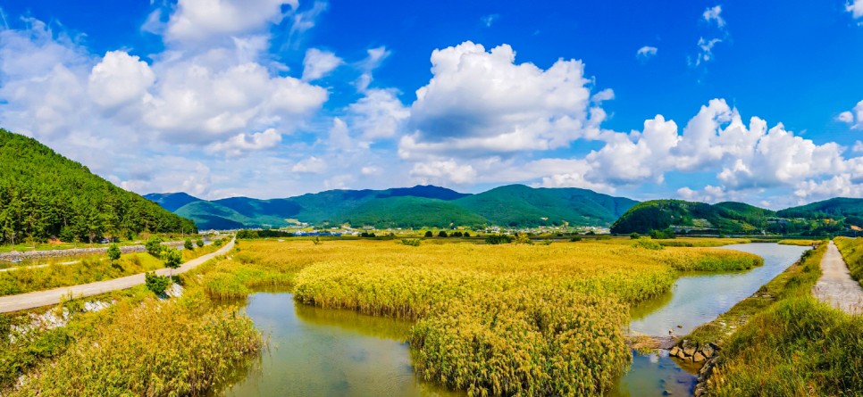 거제 오수마을 갈대밭 가을이 찾아온 15