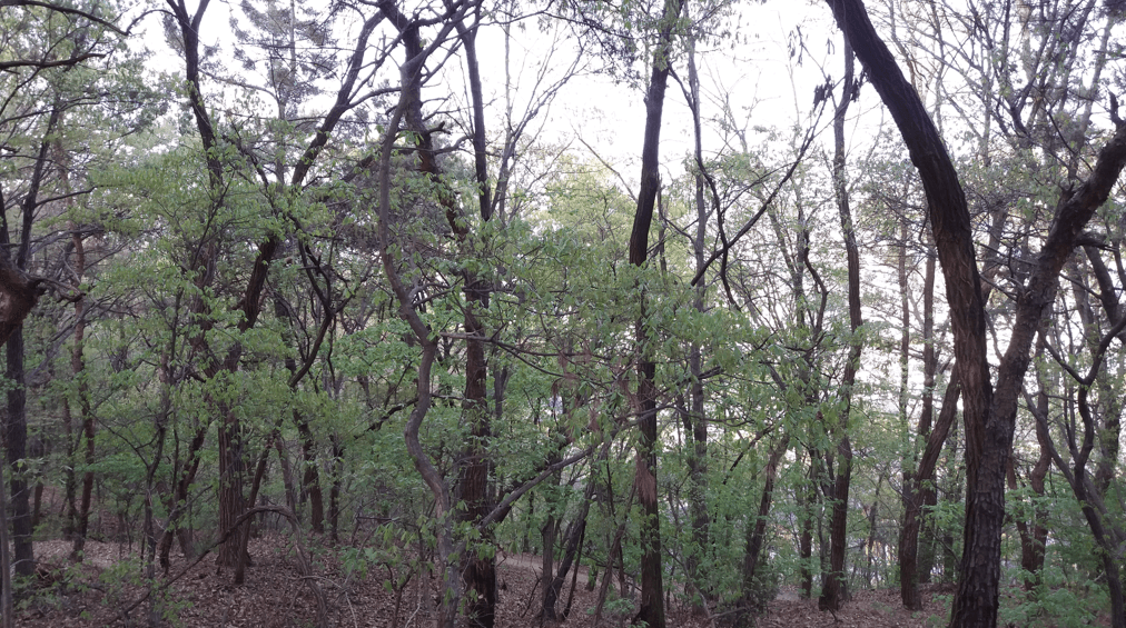 소나무숲 이미지