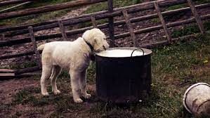 강아지 우유