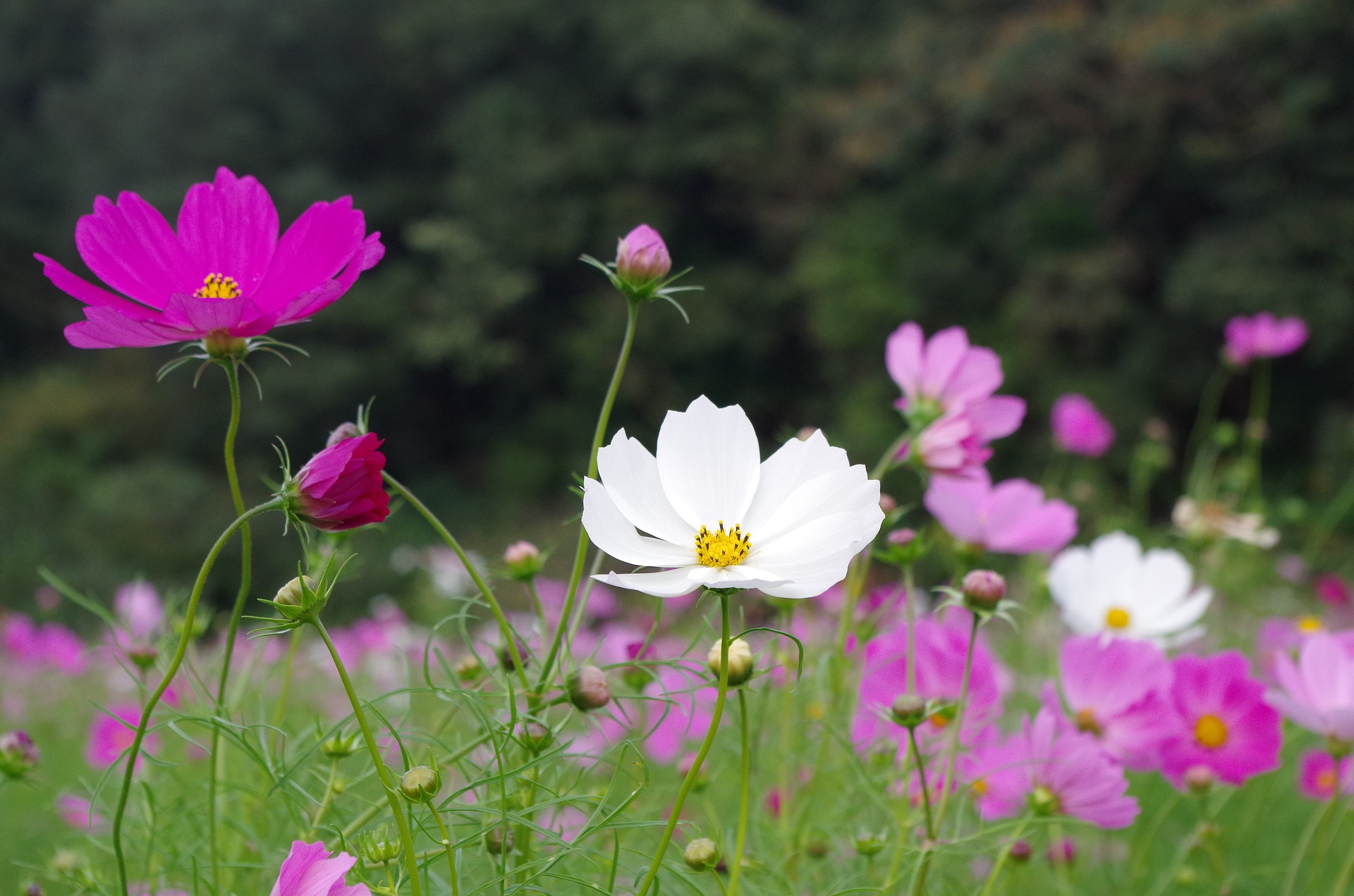  가을바람의 향기 _ 박명순