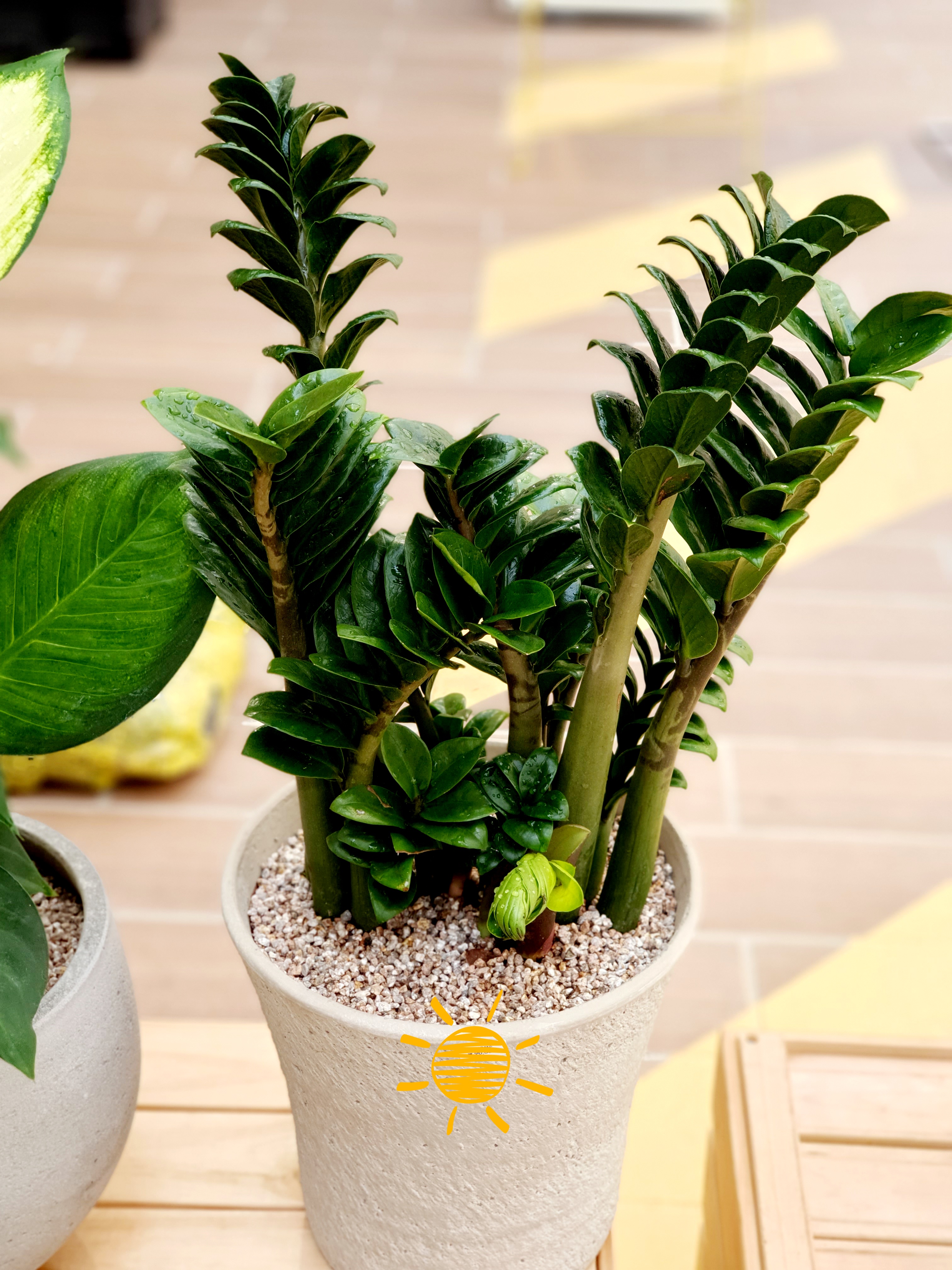 Dwarf ZZ plant&#44; Jewel Money tree