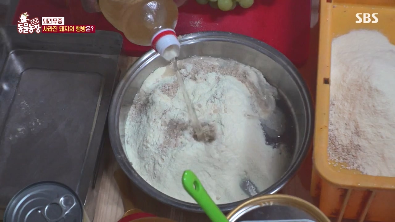 TV 동물농장.E1144.231106p-NEXT.mp4_20231105_175947.759.jpg