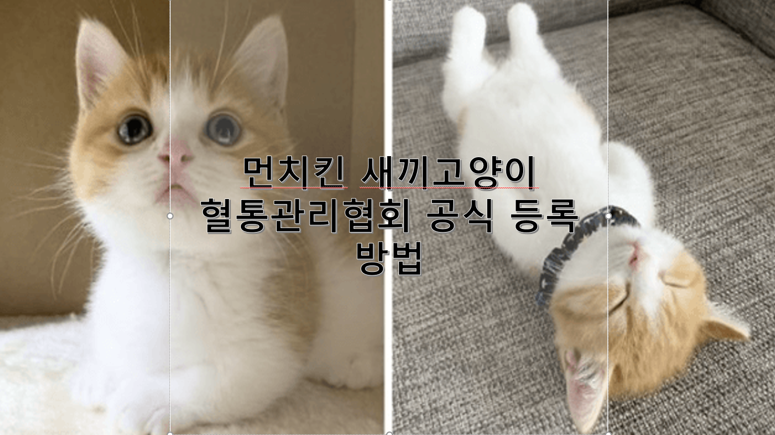 먼치킨 새끼 고양이 혈통관리협회 등록 방법