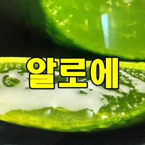  알로에 종류와 효능.그리고 부작용에 대해 알아보자!