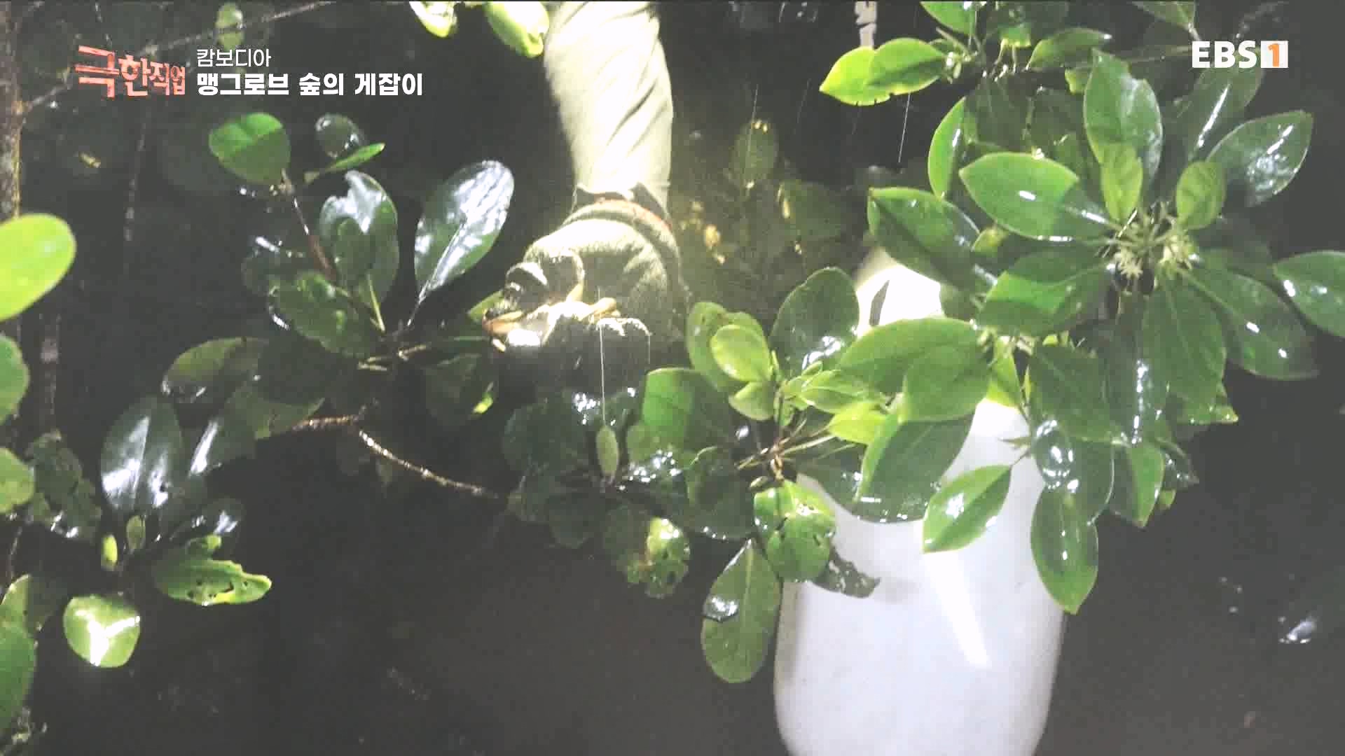 물뱀 사냥과 맹르로브숲의 게잡이 231021.mp4_20231025_211955.713.jpg