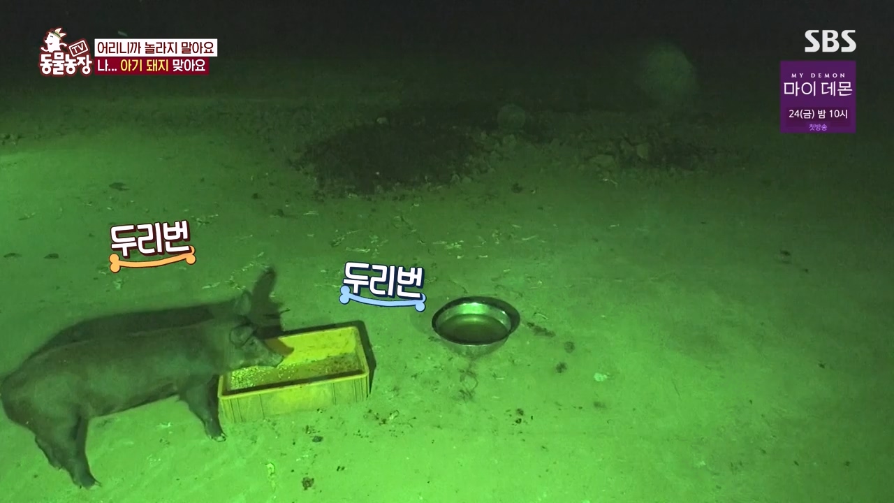 TV 동물농장.E1144.231106p-NEXT.mp4_20231105_175945.581.jpg