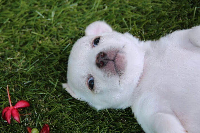 잔디밭에서 하늘을 보고 누워있는 하얀색의 귀여운 새끼 개