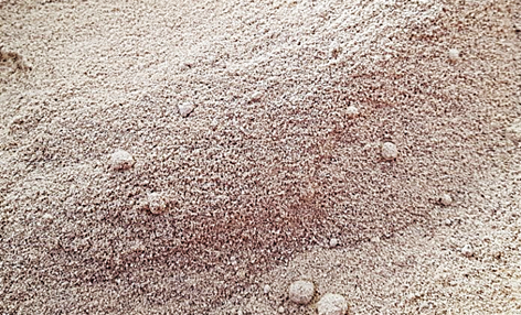 분말, 환, 말린건재 파는곳 판두라틴 핑거루트 효능과 먹는법 21