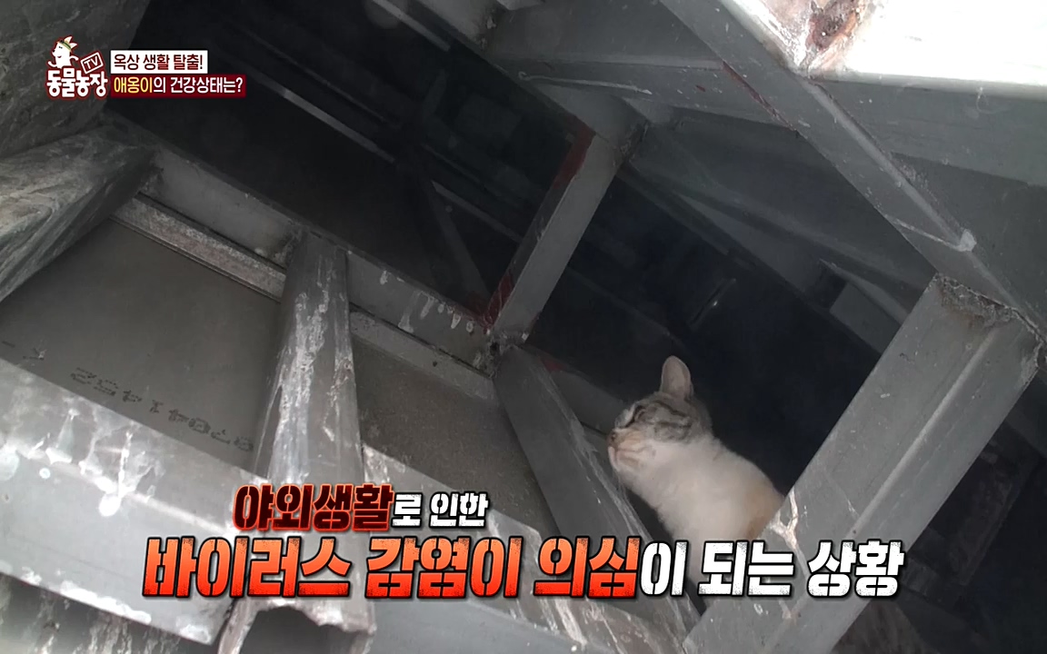 TV 동물농장.E1070.220523p-NEXT.mp4_20220522_182027.712.jpg