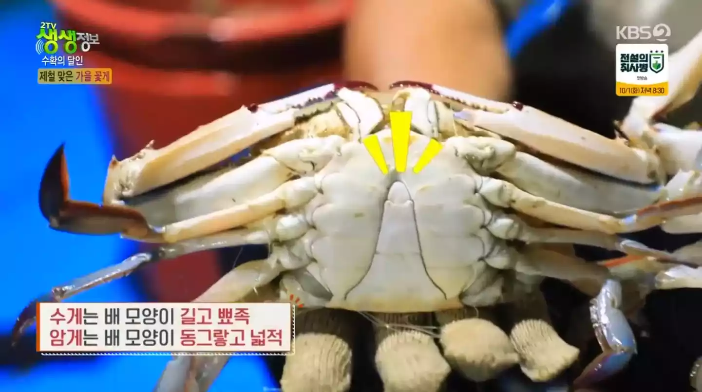 수 꽃게
