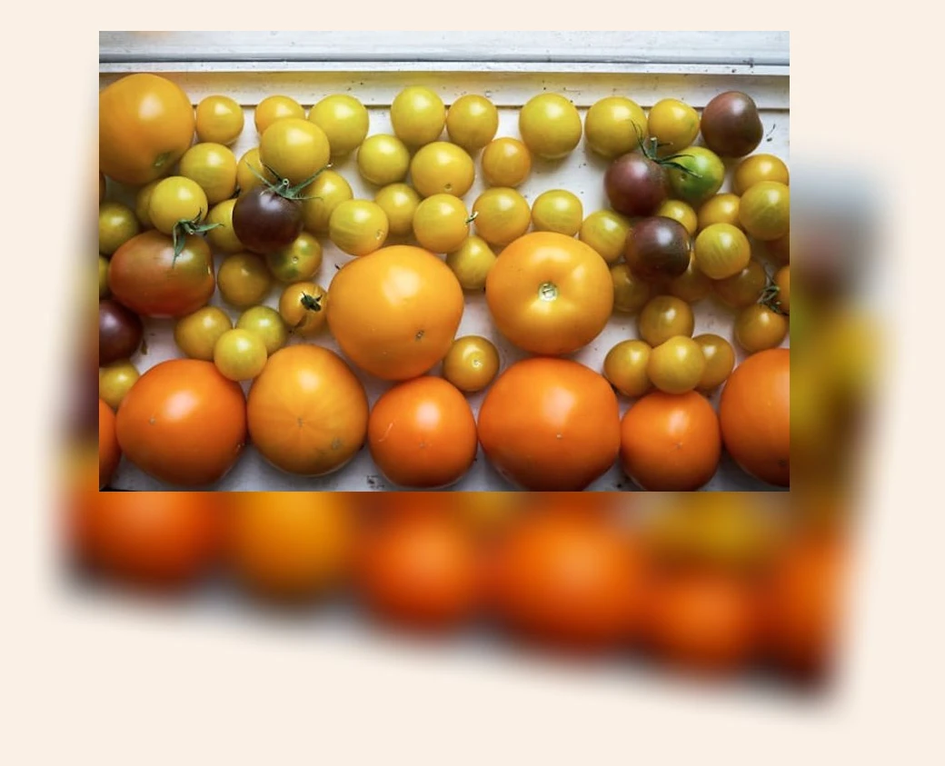 방울토마토 다이어트_2_subsection