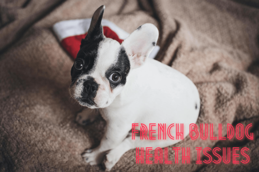 French Bulldog Health Issues