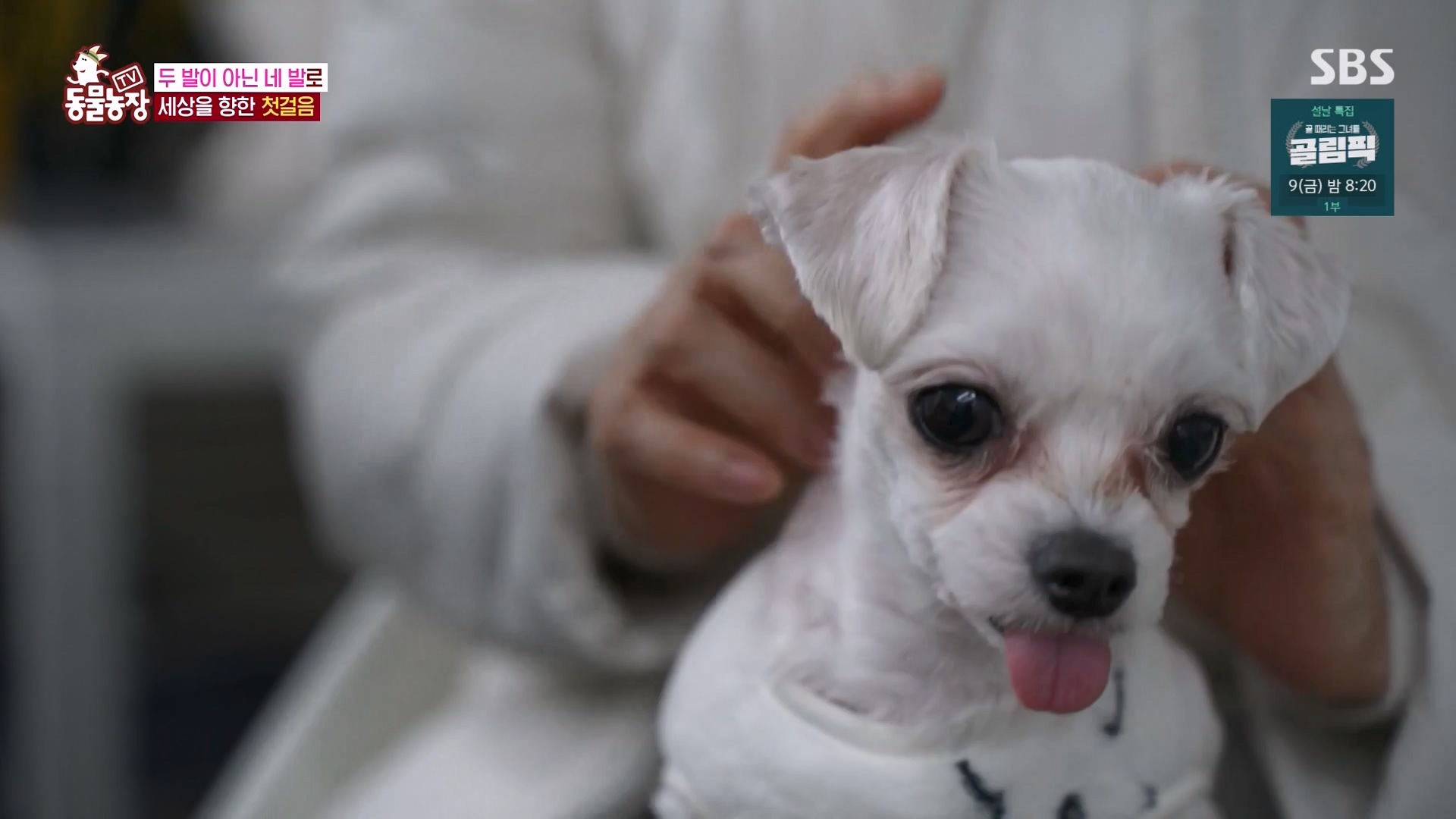 TV 동물농장.E1157.240204p-NEXT.mp4_20240204_172417.614.jpg