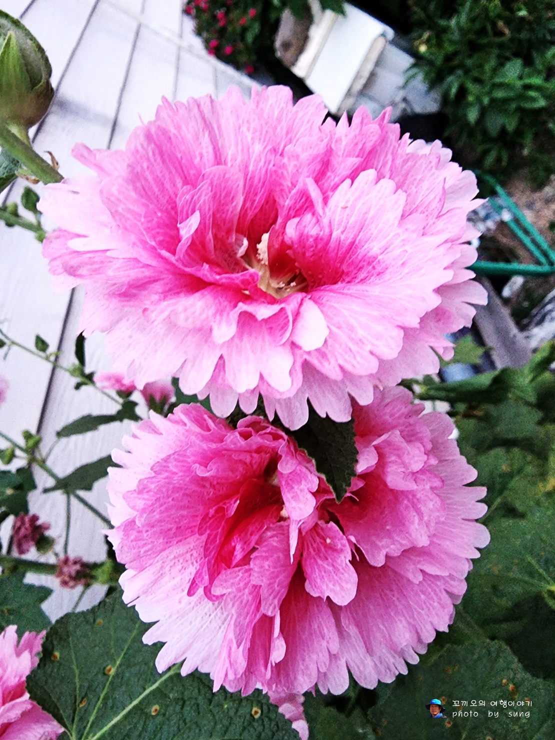 호야암소한마리 이미지
