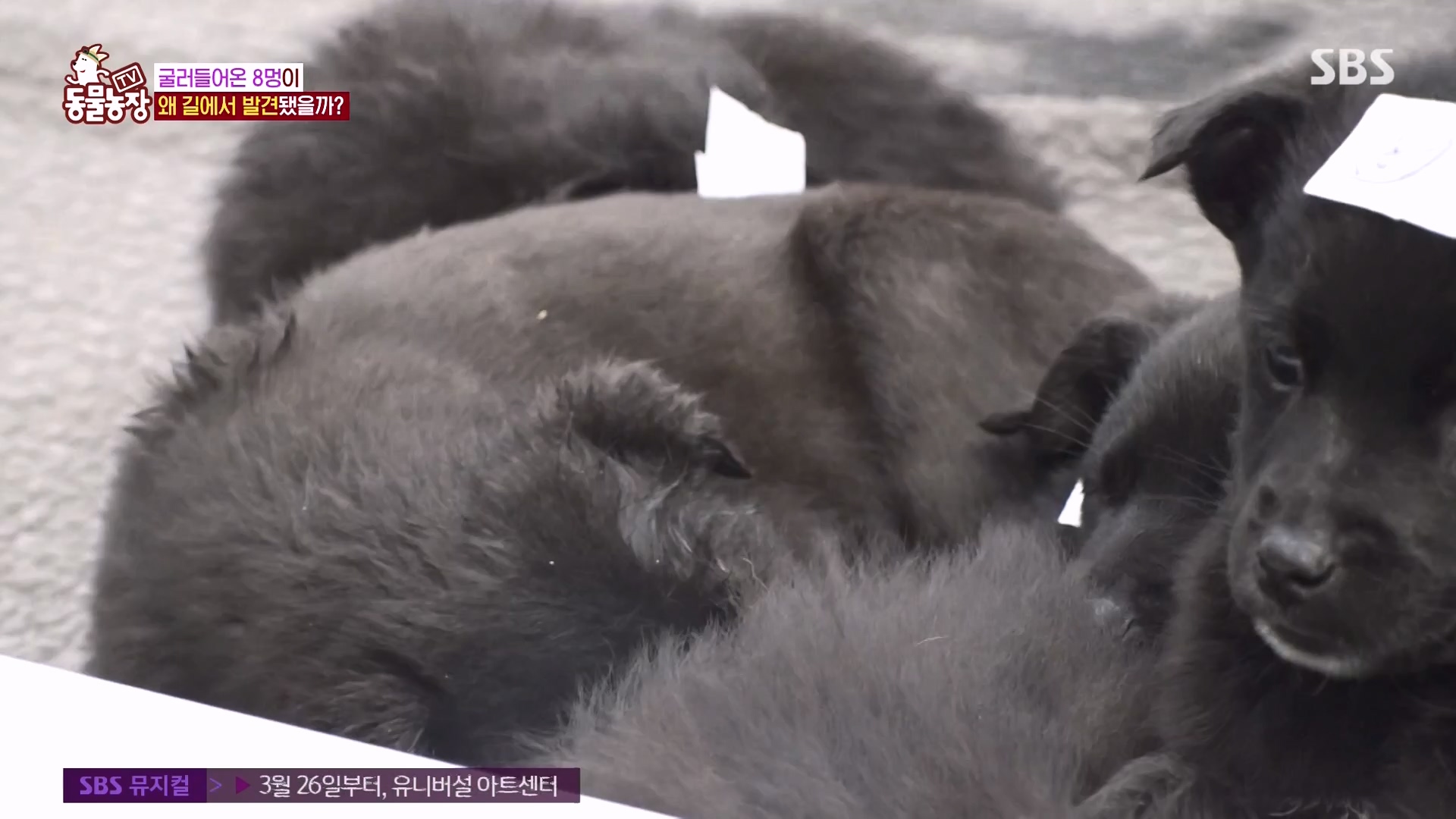 TV 동물농장.E1164.240324p-NEXT.mp4_20240324_172337.293.jpg